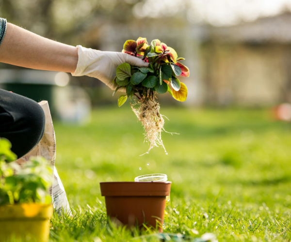 Flower Planting Services