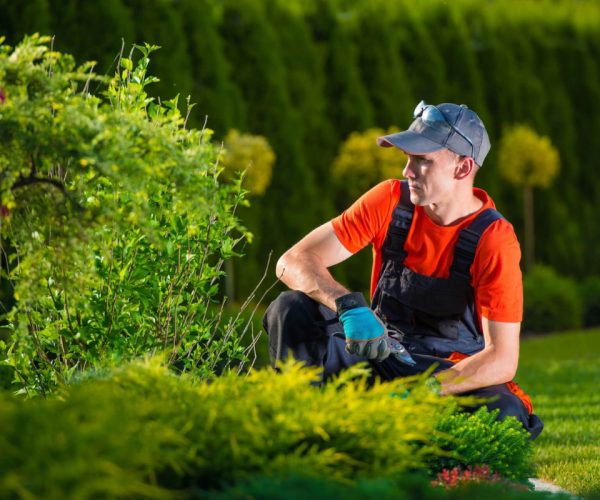 Garden Maintenance Services Dubai