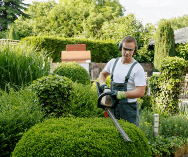 Shrub Trimming Services